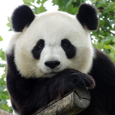 fiche-animale-monde-animal-panda-geant