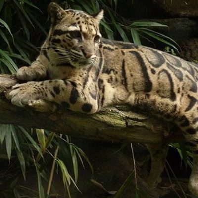 fiche-animale-monde-animal-panthère-nebuleuse