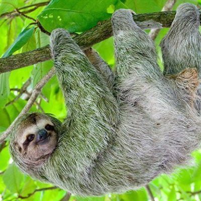 fiche-animale-monde-animal-paresseux-a-gorge-brune