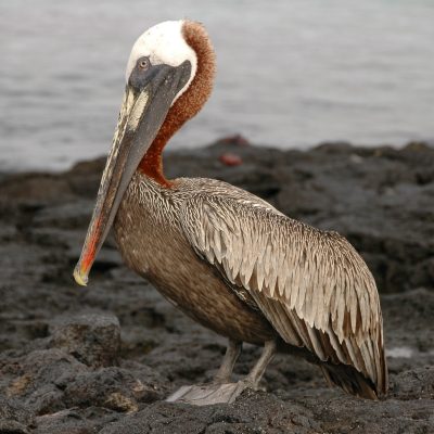 fiche-animale-monde-animal-pelican-brun-pelecanus-occidentalis