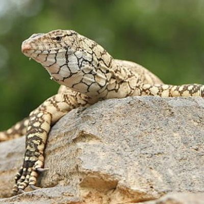 fiche-animale-monde-animal-perentie