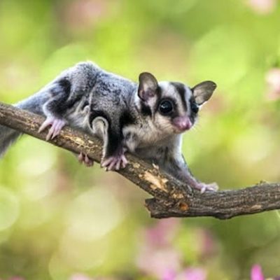 fiche-animale-monde-animal-phalanger-volant