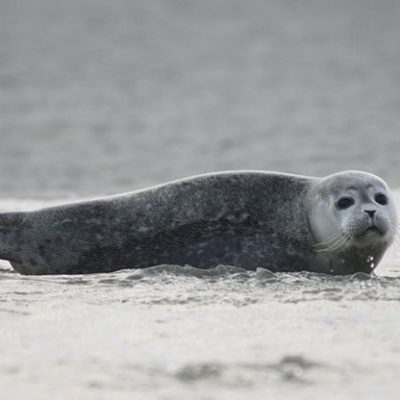 fiche-animale-monde-animal-phoque-commun