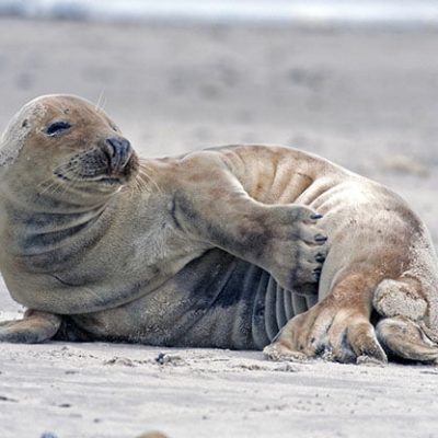 fiche-animale-monde-animal-phoque-gris