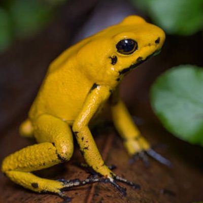 fiche-animale-monde-animal-phyllobate-terrible