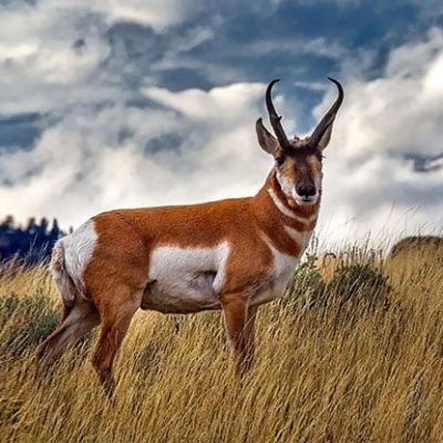 fiche-animale-monde-animal-pronghorn