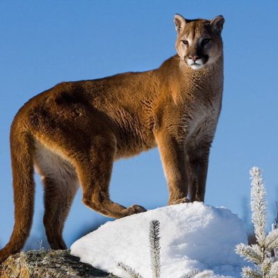 fiche-animale-monde-animal-puma