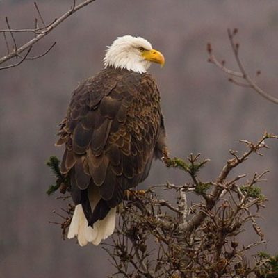 fiche-animale-monde-animal-pygargue-a-tete-blanche