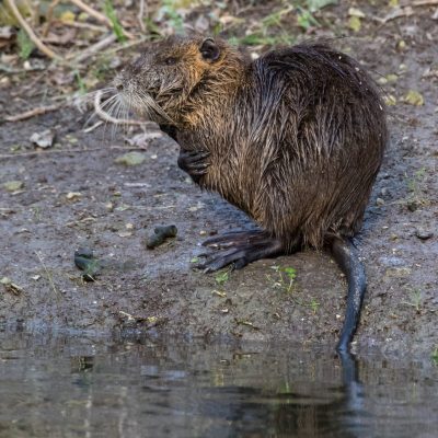 fiche-animale-monde-animal-ragondin-myocastor-coypus