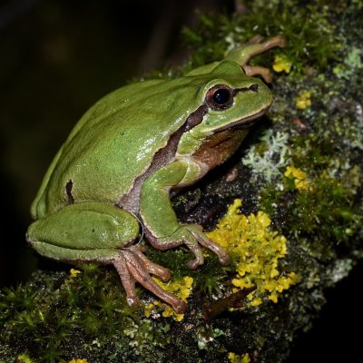 fiche-animale-monde-animal-rainette-verte-hyla-arborea
