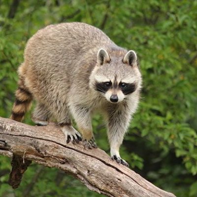 fiche-animale-monde-animal-raton-laveur