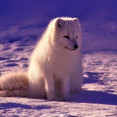 fiche-animale-monde-animal-renard-polaire