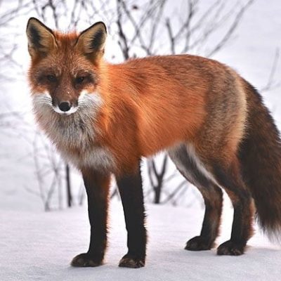 fiche-animale-monde-animal-renard-roux