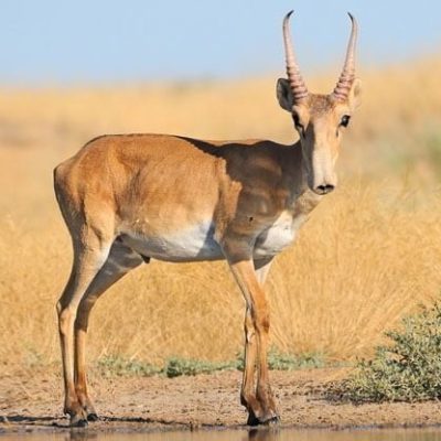 fiche-animale-monde-animal-saiga