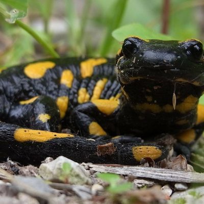 fiche-animale-monde-animal-salamandre-tachetée