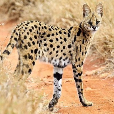 fiche-animale-monde-animal-serval