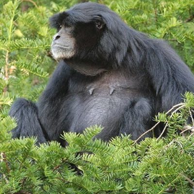 fiche-animale-monde-animal-siamang-
