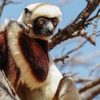 fiche-animale-monde-animal-sifaka-de-coquerel
