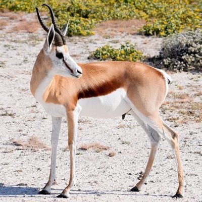 fiche-animale-monde-animal-springbok