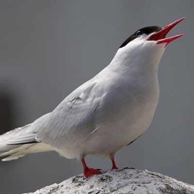 fiche-animale-monde-animal-sterne-arctique