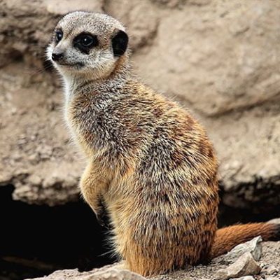 fiche-animale-monde-animal-suricate