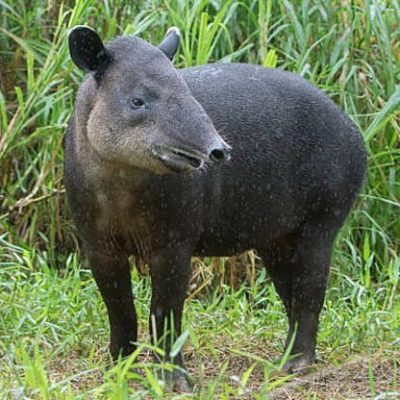 fiche-animale-monde-animal-tapir-de-baird