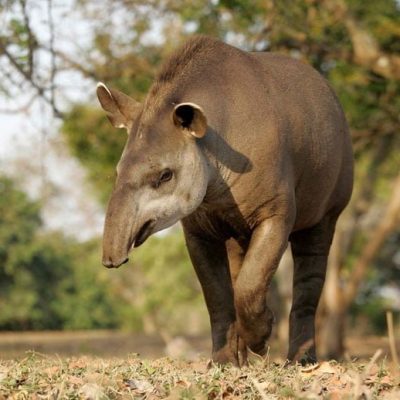 fiche-animale-monde-animal-tapir-du-Bresil