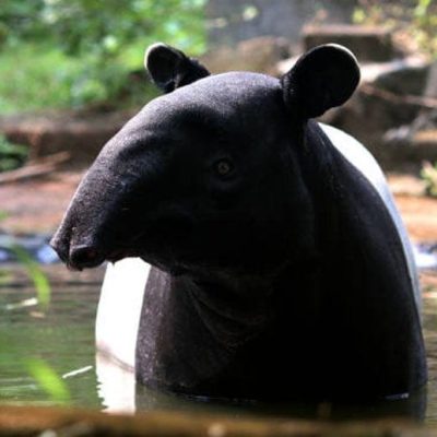 fiche-animale-monde-animal-tapir-malais