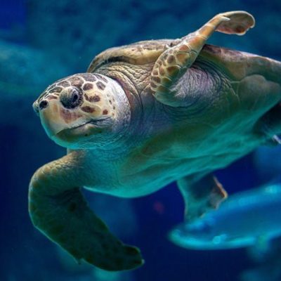 fiche-animale-monde-animal-tortue-caouanne-caretta-caretta
