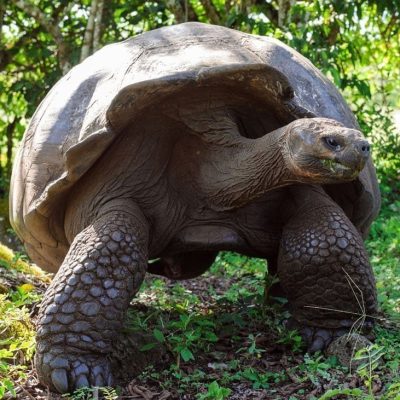 fiche-animale-monde-animal-tortue-geante-des-galapagos