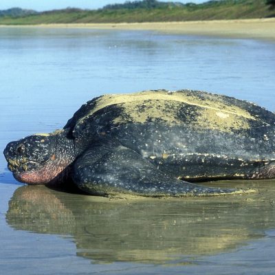 fiche-animale-monde-animal-tortue-luth