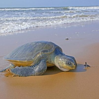 fiche-animale-monde-animal-tortue-olivatre