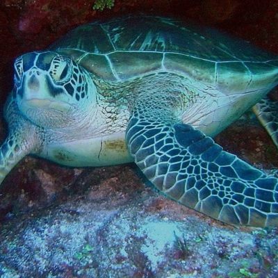 fiche-animale-monde-animal-tortue-verte