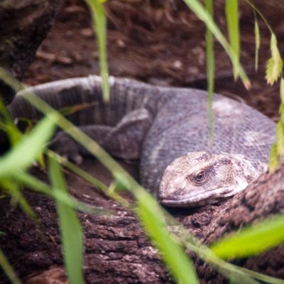 fiche-animale-monde-animal-varan-des-savanes