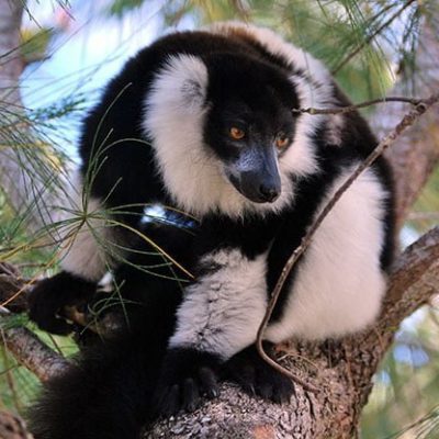 fiche-animale-monde-animal-vari-noir-et-blanc