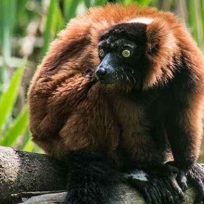 fiche-animale-monde-animal-vari-roux