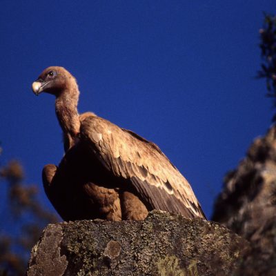 fiche-animale-monde-animal-vautour-fauve