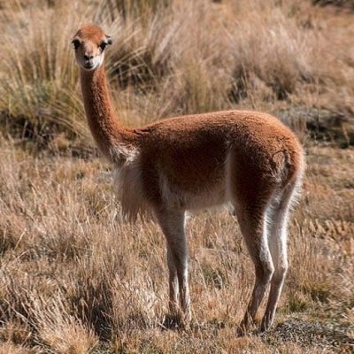 fiche-animale-monde-animal-vigogne