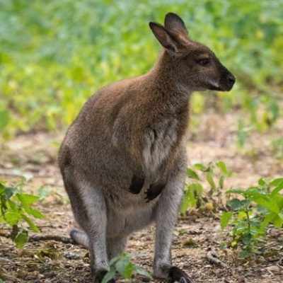 fiche-animale-monde-animal-wallaby-de-bennett