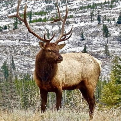 fiche-animale-monde-animal-wapiti
