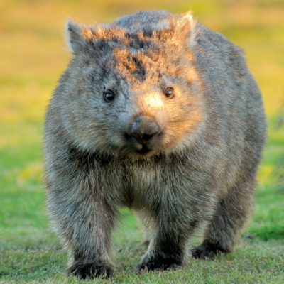 fiche-animale-monde-animal-wombat