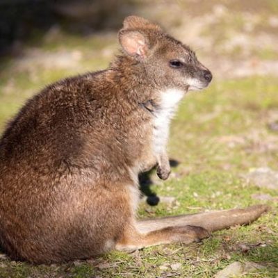 fiche-animale-wallaby-de-parma