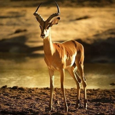 fiche-animaux-monde-animal-impala