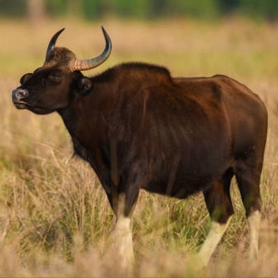 gaur-carre