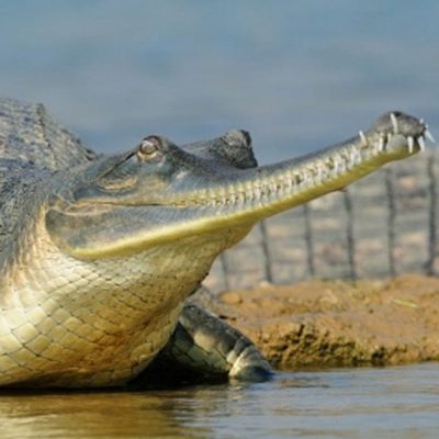 gavial-du-gange-carre