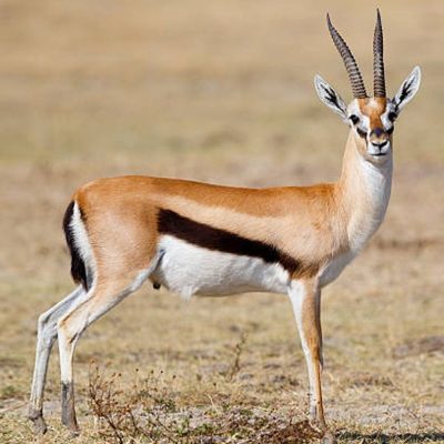 gazelle-de-thomson-carre