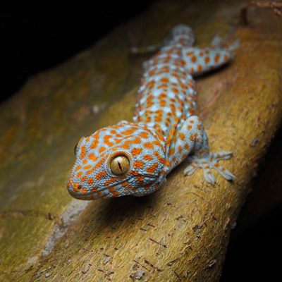 gecko-tokay-carre