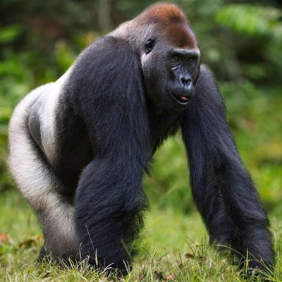 gorille-de-l-ouest-carre