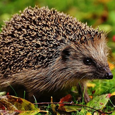 herisson-commun-carre