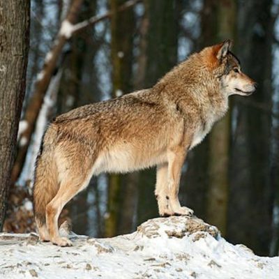 loup-gris-carre